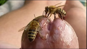 Bees fuck horny flight