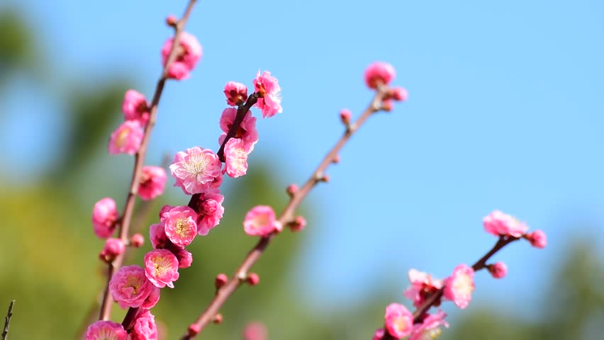 best of Blossom yoon scenes plum