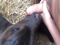 Cock Sucking Calf