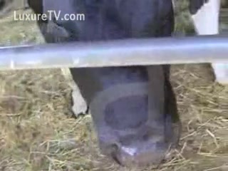 Calves Sucking Cock