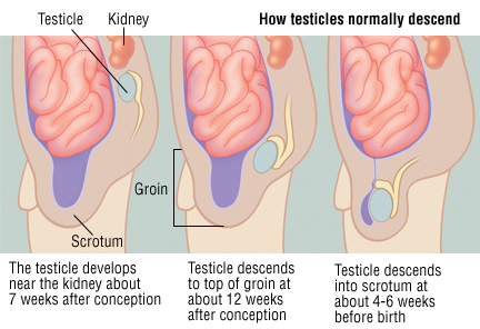 Testicles retract into pelvis stretching