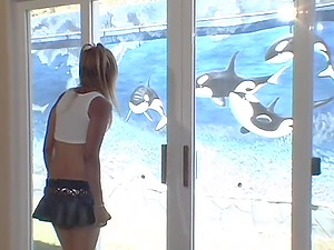 Killer whale gets horny while