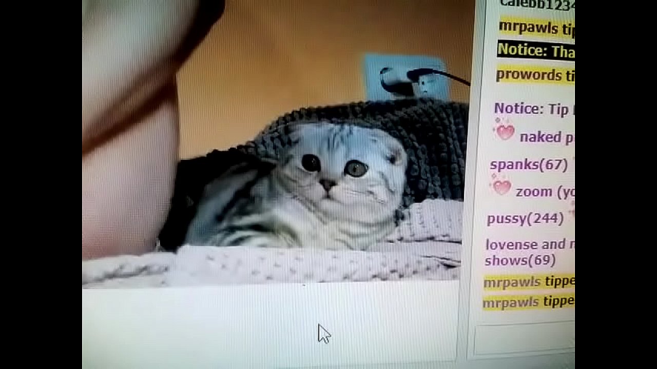 Kitten wont pussy