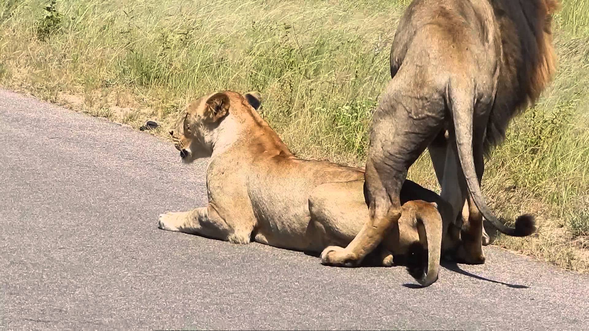 Lion male masturbation
